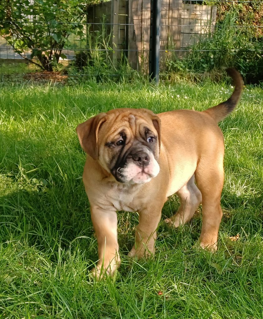 Des Abbesses Du Conti - Chiots disponibles - Bulldog continental