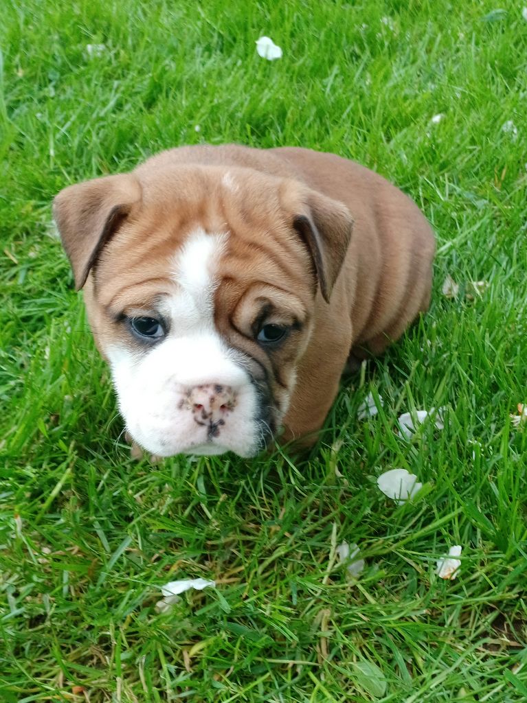 Des Abbesses Du Conti - Chiots disponibles - Bulldog continental