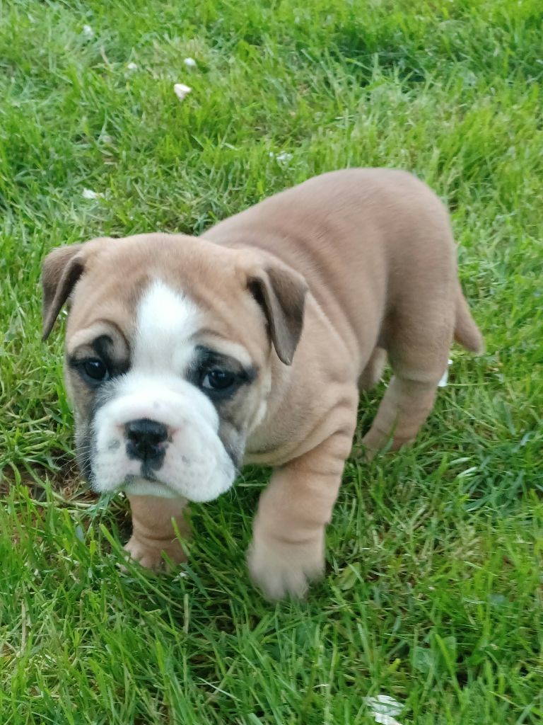 Des Abbesses Du Conti - Chiots disponibles - Bulldog continental