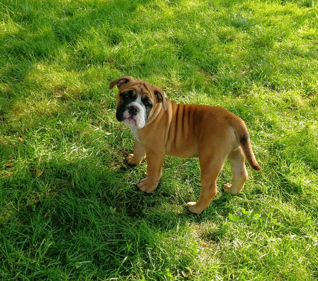Des Abbesses Du Conti - Chiots disponibles - Bulldog continental