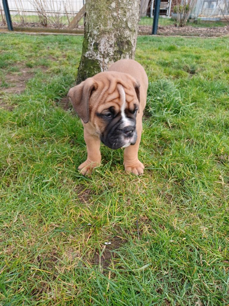 Des Abbesses Du Conti - Chiots disponibles - Bulldog continental