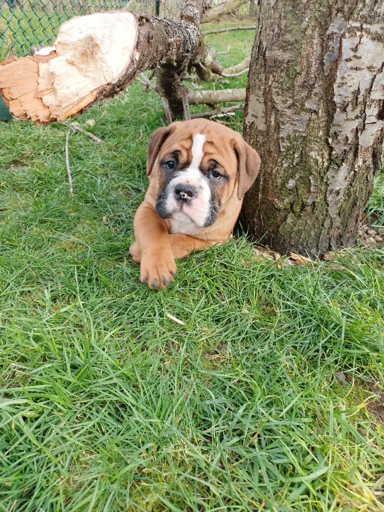 Des Abbesses Du Conti - Chiots disponibles - Bulldog continental