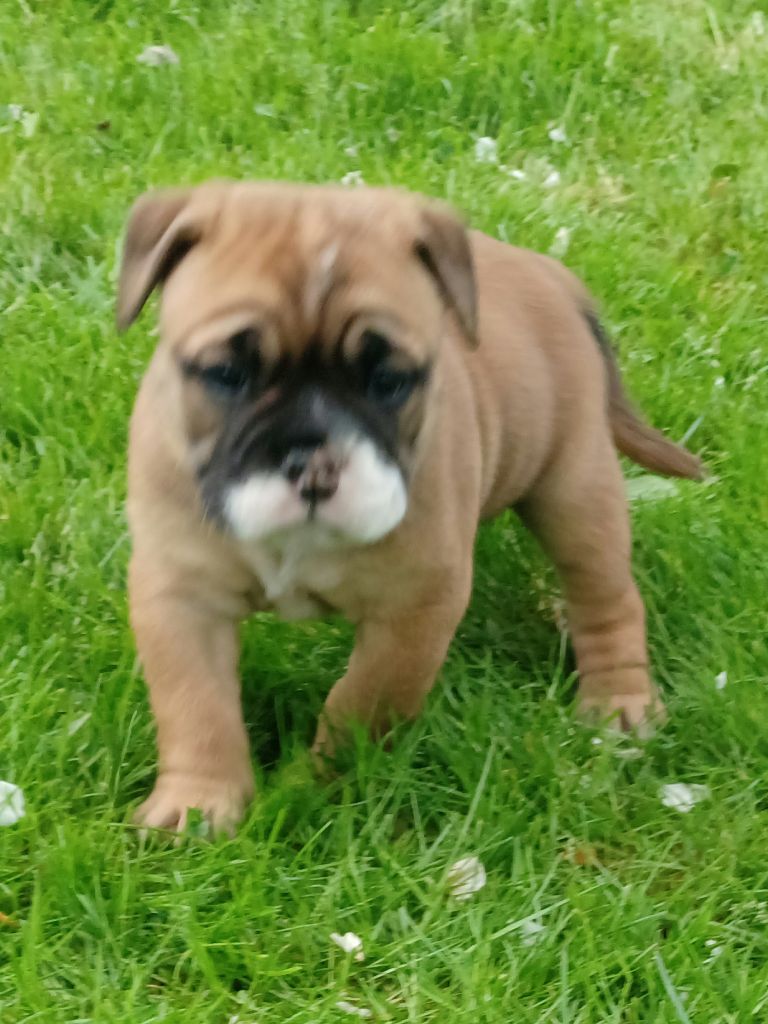 Des Abbesses Du Conti - Chiots disponibles - Bulldog continental