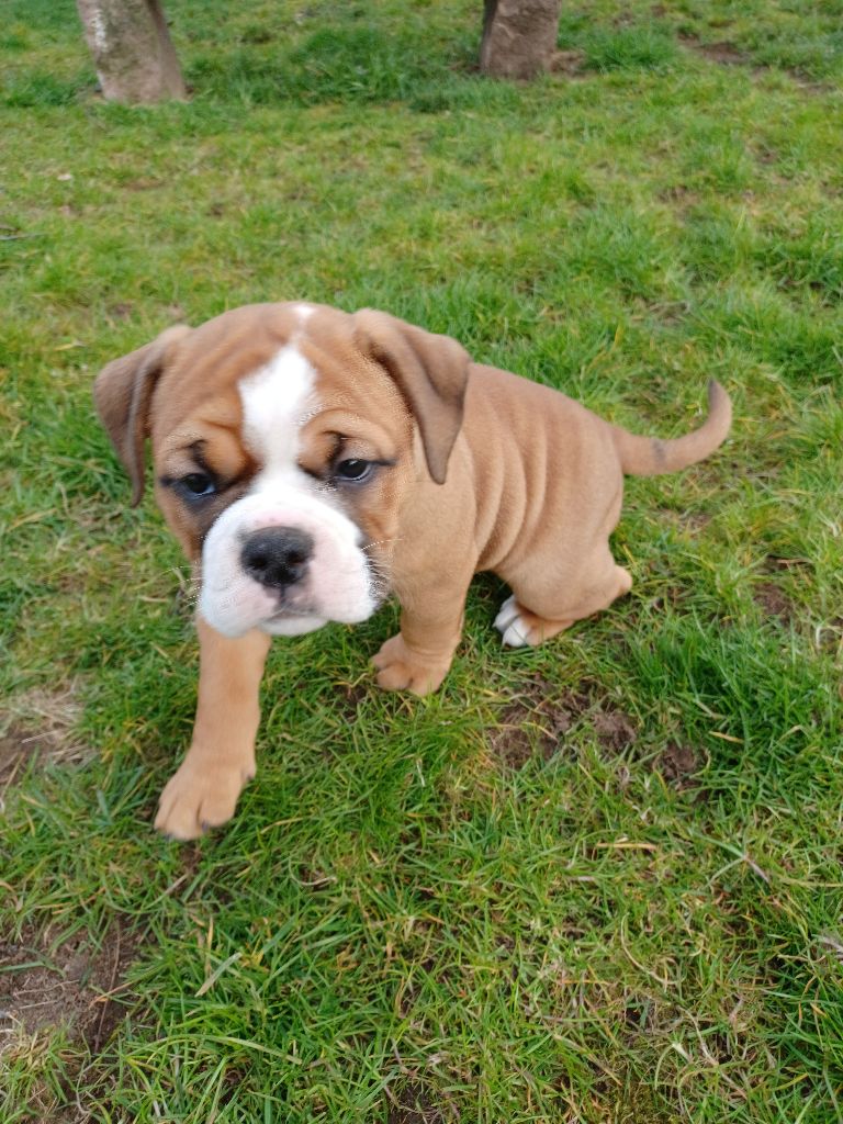 Des Abbesses Du Conti - Chiots disponibles - Bulldog continental