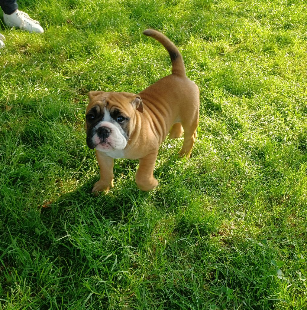 Des Abbesses Du Conti - Chiots disponibles - Bulldog continental
