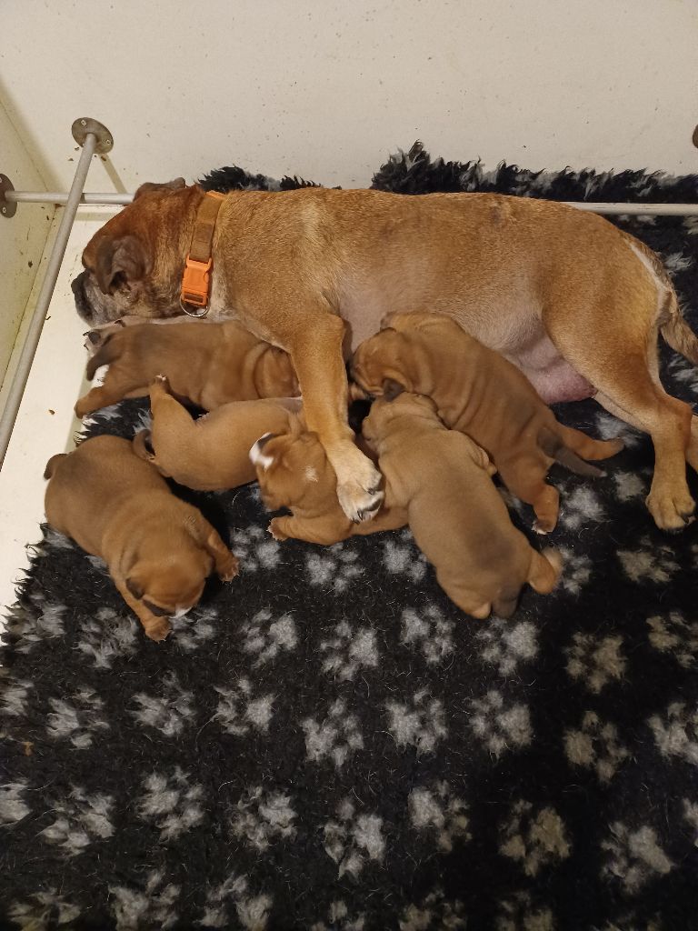 Chiot Bulldog continental Des Abbesses Du Conti