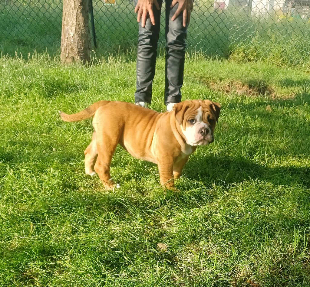 Des Abbesses Du Conti - Chiots disponibles - Bulldog continental