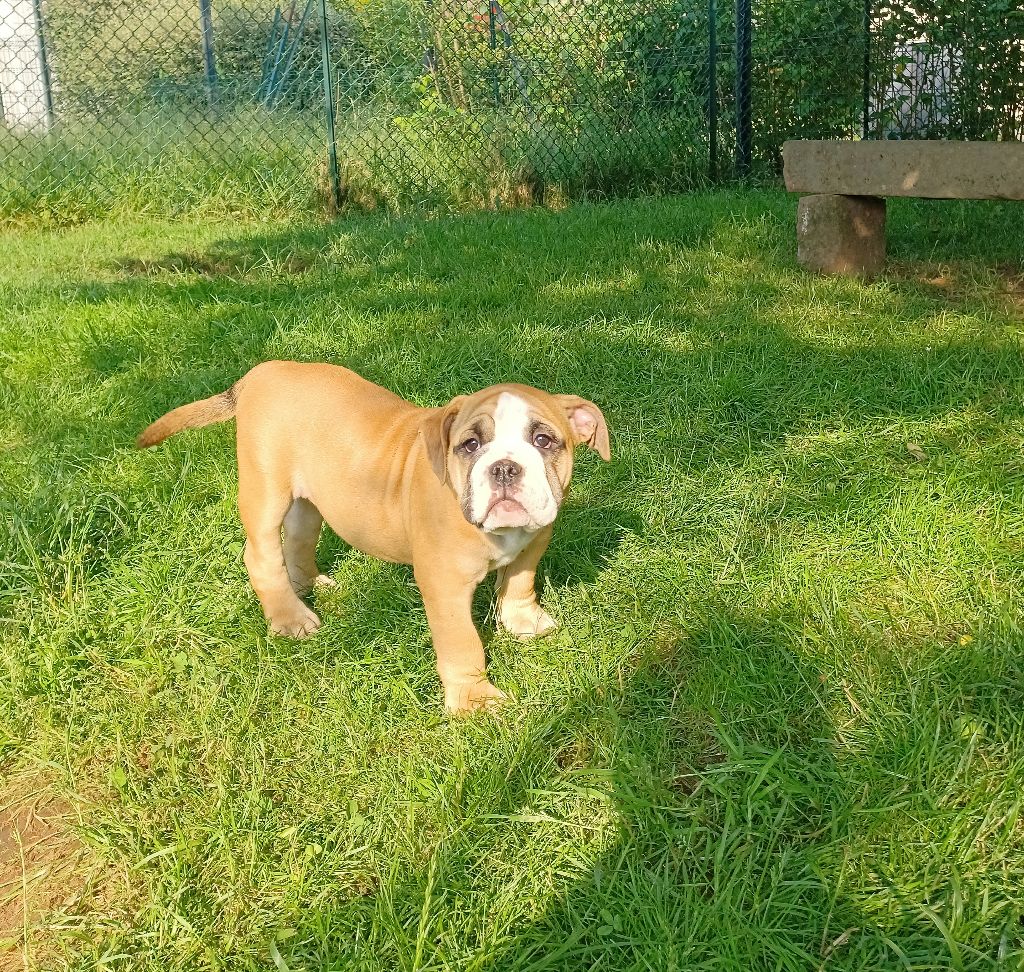 Des Abbesses Du Conti - Chiots disponibles - Bulldog continental